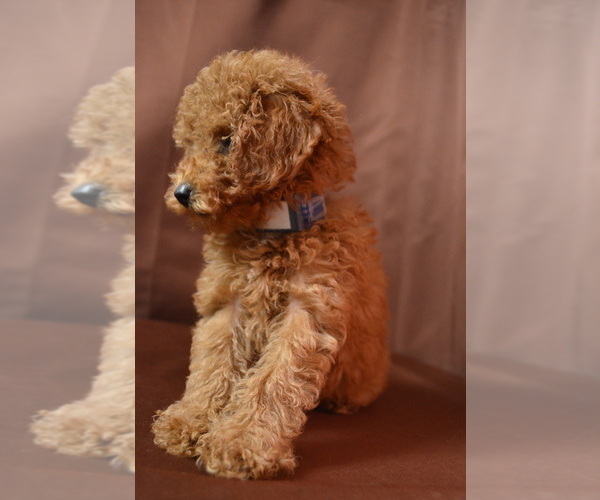 Medium Photo #4 Poodle (Miniature) Puppy For Sale in PATERSON, NJ, USA