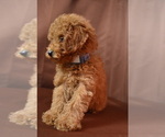 Small Photo #4 Poodle (Miniature) Puppy For Sale in PATERSON, NJ, USA