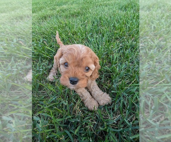 Medium Photo #3 Cavapoo (Miniature) Puppy For Sale in SAINT FRANCIS, MN, USA