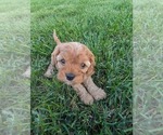 Small #2 Cavapoo (Miniature)