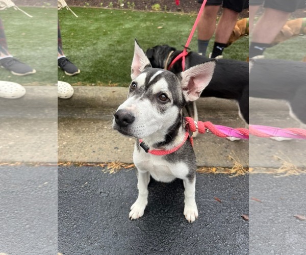 Medium Photo #3 Huskies -Unknown Mix Puppy For Sale in Holly Springs, NC, USA