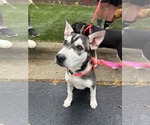 Small #2 Huskies  Mix