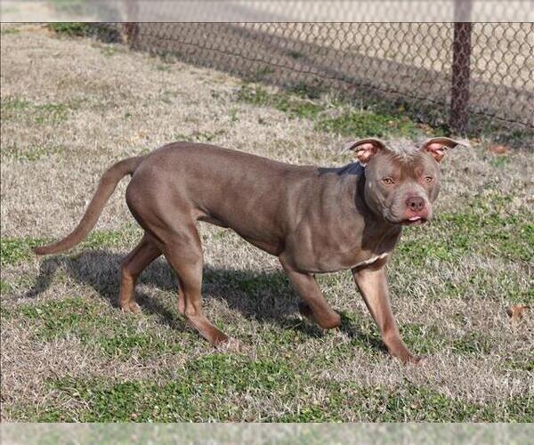 Medium Photo #1 Mutt Puppy For Sale in Grovetown, GA, USA