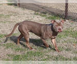 Mutt Dogs for adoption in Grovetown, GA, USA