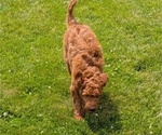 Small Photo #66 Irish Doodle Puppy For Sale in GOSHEN, IN, USA