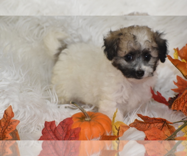 Medium Photo #1 Poochon Puppy For Sale in ELDORADO, OH, USA