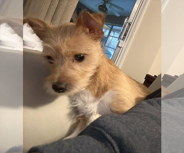 Medium Photo #2 Mutt Puppy For Sale in Palatka, FL, USA