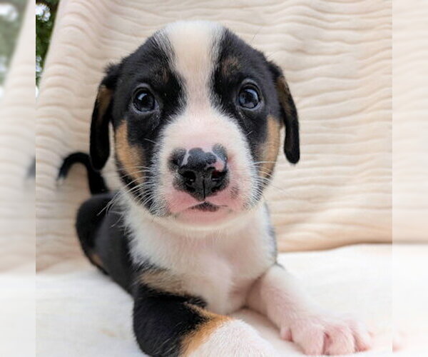 Medium Photo #3 Aussie Siberian Puppy For Sale in Omaha, NE, USA