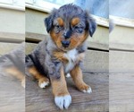 Small Photo #1 Australian Shepherd Puppy For Sale in RAYMORE, MO, USA