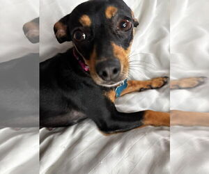 Chihuahua-Unknown Mix Dogs for adoption in Gulfport, MI, USA