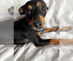 Small Chihuahua Mix