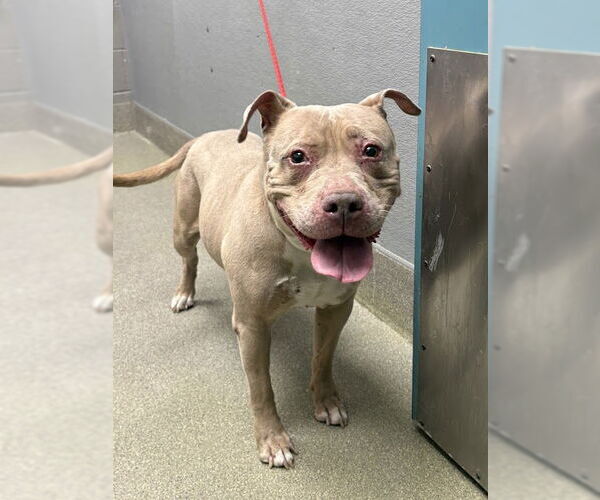 Medium Photo #1 Mutt Puppy For Sale in Las Vegas, NV, USA