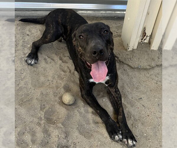 Medium Photo #1 Mutt Puppy For Sale in Riverside, CA, USA