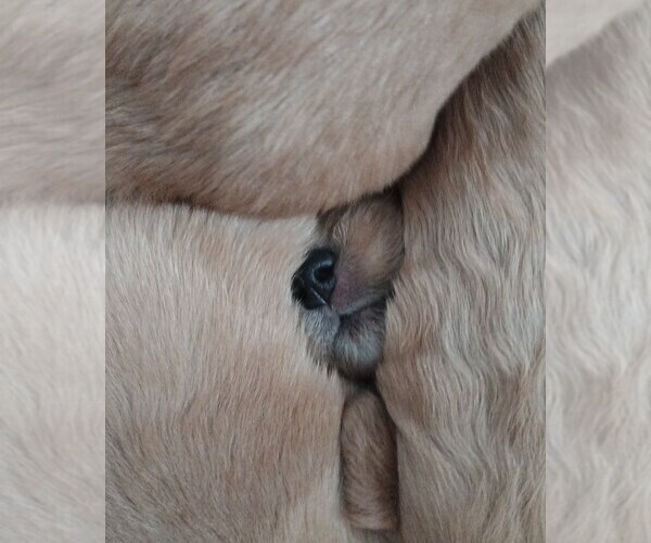 Medium Photo #1 Golden Retriever Puppy For Sale in GOODELLS, MI, USA