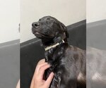 Small #2 Labrador Retriever Mix