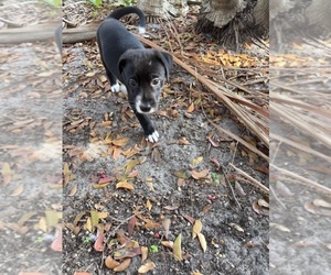 American French Bull Terrier-Chihuahua Mix Puppy for sale in MIAMI, FL, USA
