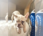 Small Photo #50 French Bulldog Puppy For Sale in BATON ROUGE, LA, USA
