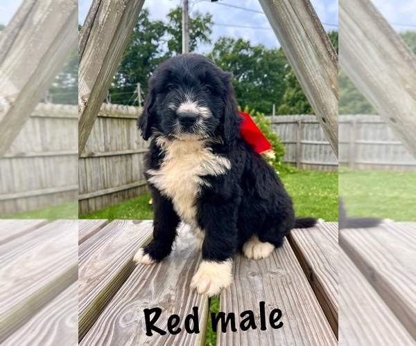 Medium Photo #1 Bernedoodle Puppy For Sale in SPENCER, IN, USA