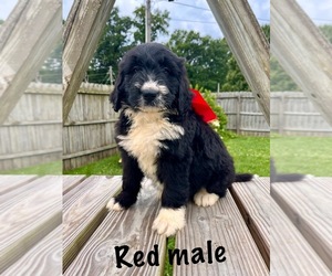 Bernedoodle Puppy for sale in SPENCER, IN, USA