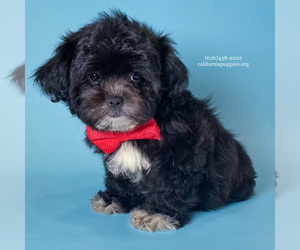 ShihPoo Puppy for sale in BREA, CA, USA