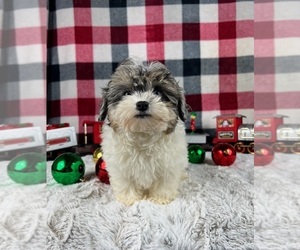 Maltipoo Puppy for sale in GREENWOOD, IN, USA