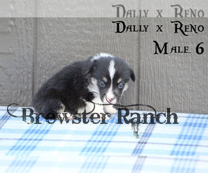 Pembroke Welsh Corgi Puppy for sale in TIMPSON, TX, USA
