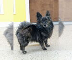Small #4 Pomeranian