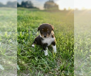 Miniature Australian Shepherd Puppy for sale in MILFORD, NE, USA