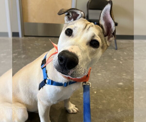 Medium Photo #2 American Staffordshire Terrier Puppy For Sale in Rohnert Park, CA, USA