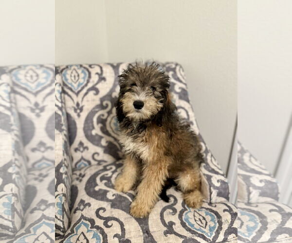 Medium Photo #1 Miniature Bernedoodle Puppy For Sale in Valrico, FL, USA