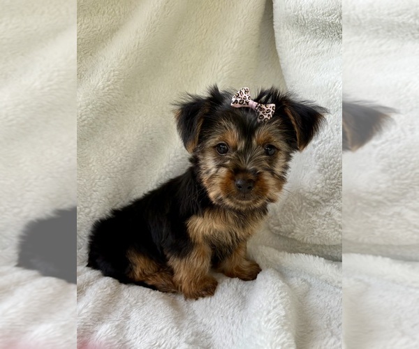 Medium Photo #7 Yorkshire Terrier Puppy For Sale in FAIR HAVEN, MI, USA