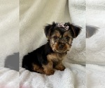 Small #6 Yorkshire Terrier