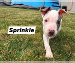 Small #1 American Pit Bull Terrier Mix