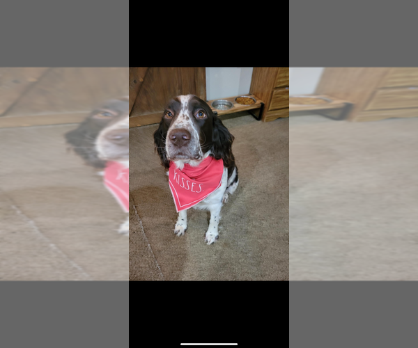 Medium Photo #1 Labradinger Puppy For Sale in NEW CONCORD, OH, USA