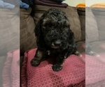 Puppy Rocky Poodle (Standard)