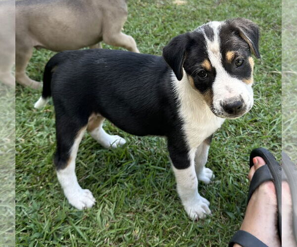 Medium Photo #7 Labrador Retriever-Unknown Mix Puppy For Sale in Garner, NC, USA