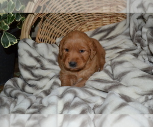 Medium Golden Retriever