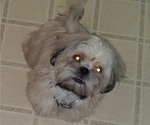 Small Photo #6 Shih Tzu Puppy For Sale in SAINT CHARLES, MO, USA