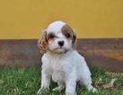 Small Photo #13 Cavapoo Puppy For Sale in PHOENIX, AZ, USA