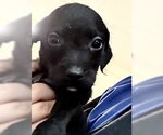 Small #1 Mutt