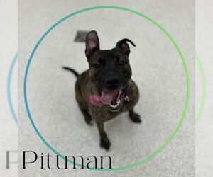 American Pit Bull Terrier-Unknown Mix Dogs for adoption in Saginaw, MI, USA