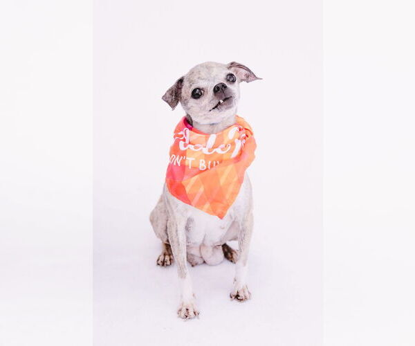 Medium Photo #6 Jack Chi Puppy For Sale in Princeton, MN, USA