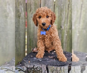 Goldendoodle (Miniature) Puppy for sale in INDIANAPOLIS, IN, USA