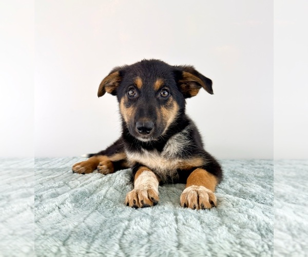Medium Photo #2 Cattledog Shepherd Puppy For Sale in GREENFIELD, IN, USA