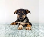 Small #1 Cattledog Shepherd