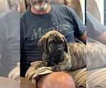 Small Photo #7 Cane Corso Puppy For Sale in REEVESVILLE, SC, USA