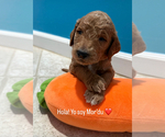 Puppy Mordu Goldendoodle