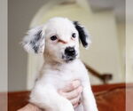 Small #3 Maltese Mix