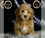 Puppy Huey F1BB Goldendoodle (Miniature)