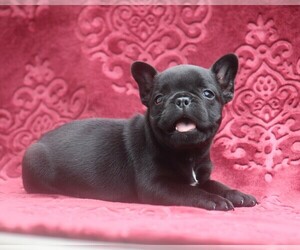 French Bulldog Puppy for Sale in LINDEN, Tennessee USA